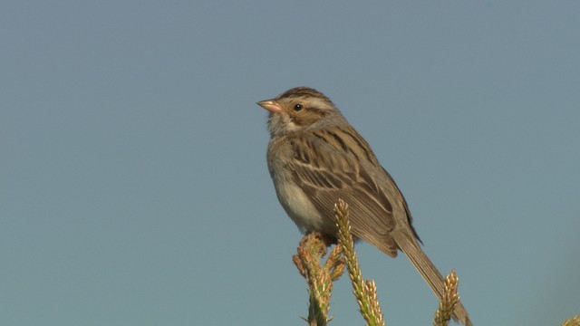 Clay-colored Sparrow - ML476590