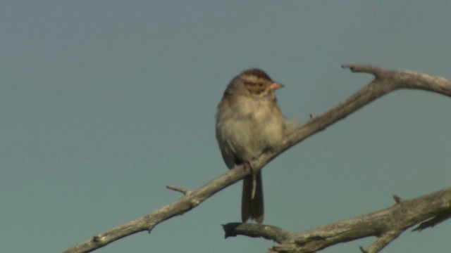 Clay-colored Sparrow - ML476592