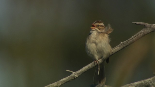 Clay-colored Sparrow - ML476593