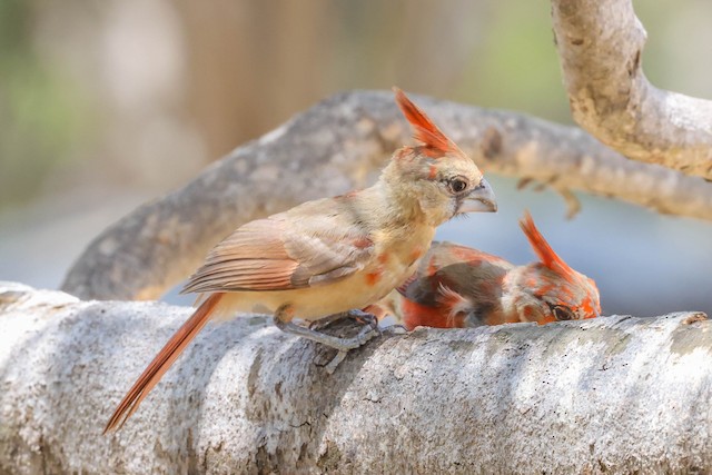 Juvenile Male Vermilion Cardinals, initiating Preformative Molt. - Vermilion Cardinal - 