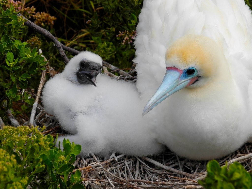 Red-footed Booby - Oscar Johnson