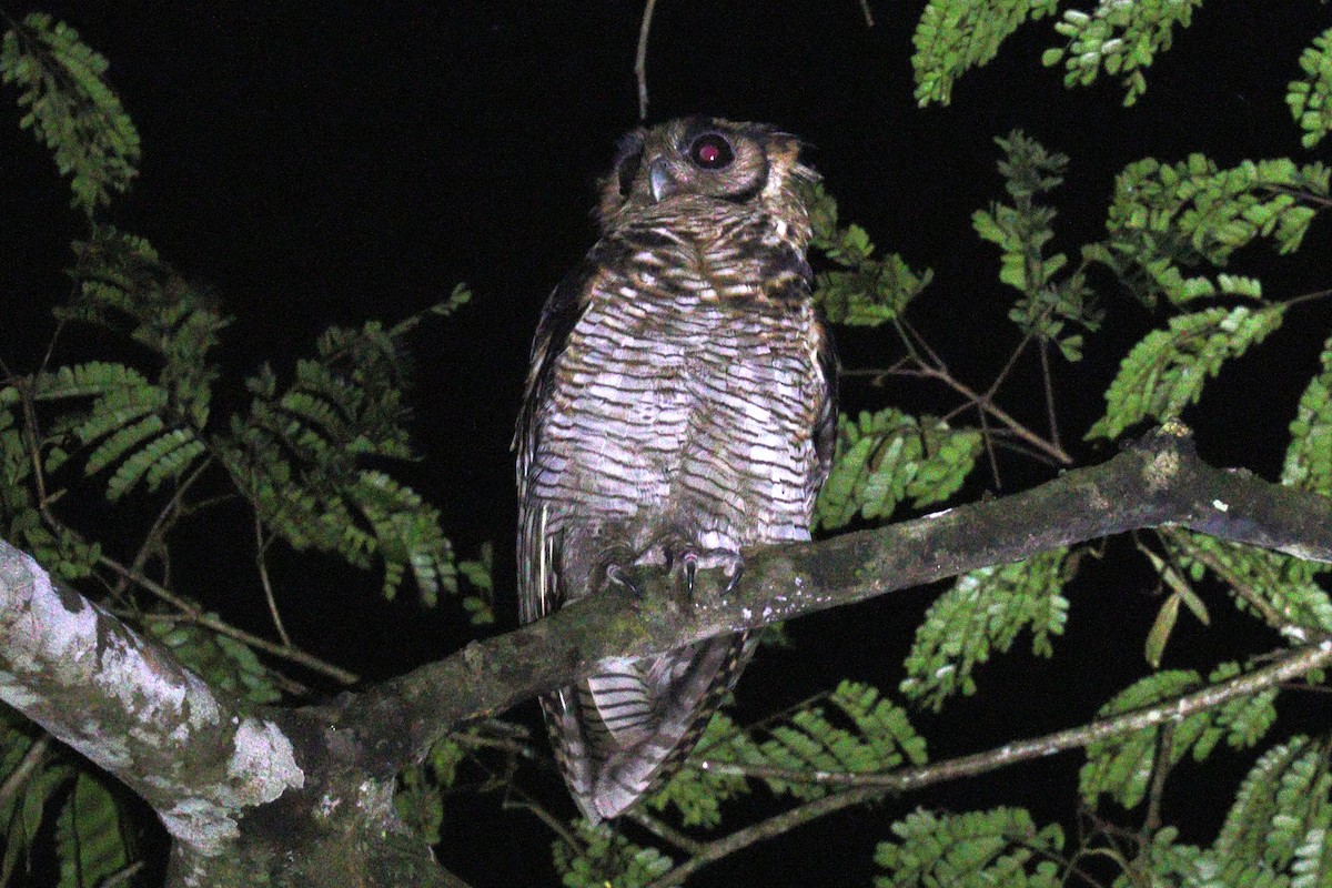 Fraser's Eagle-Owl (Western) - ML476603631