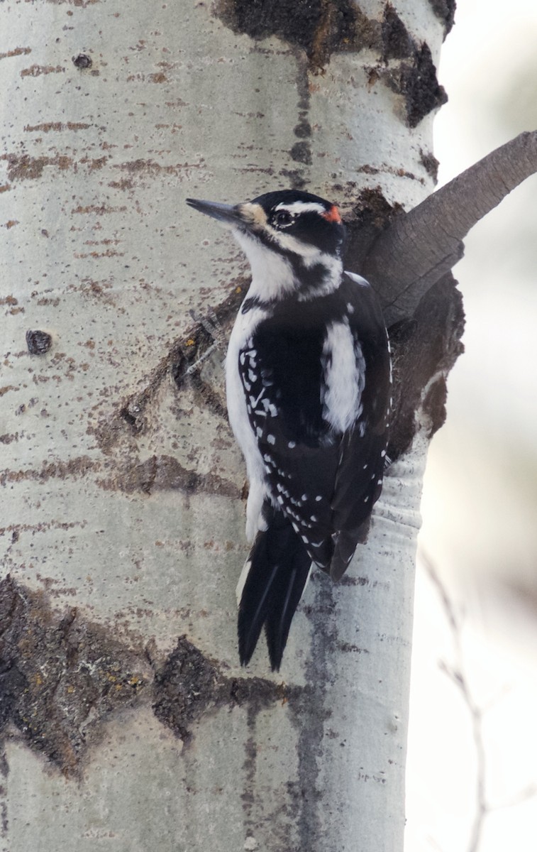 Hairy Woodpecker - ML47660371