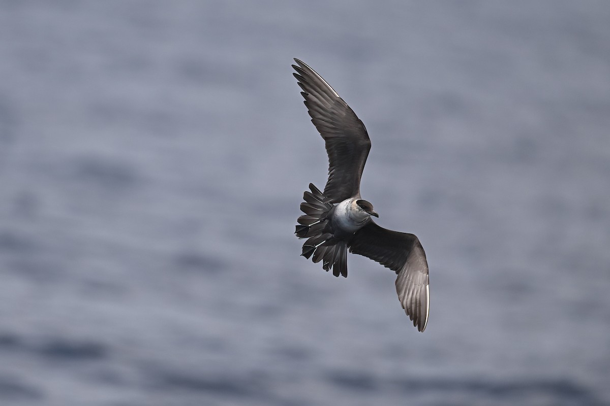 Long-tailed Jaeger - Andrew Newmark