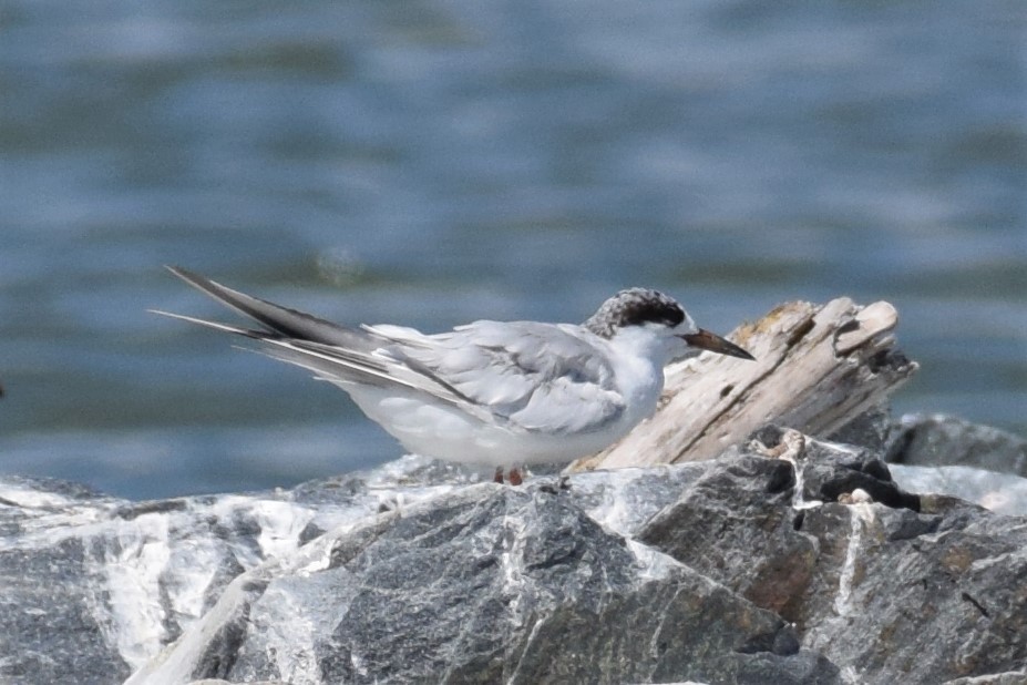 ML476607821 - Common Tern - Macaulay Library