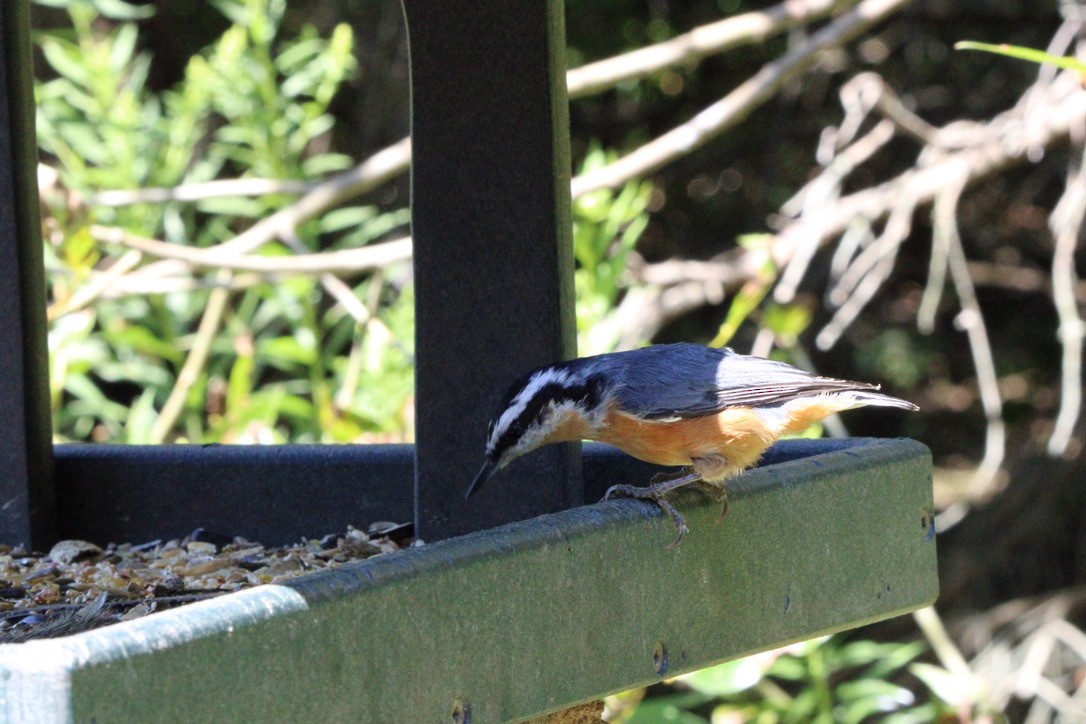 Red-breasted Nuthatch - ML476617901
