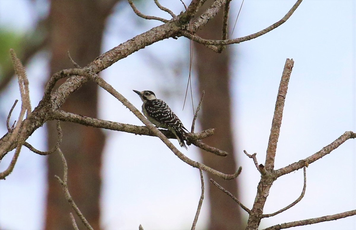 ML476625841 - Red-cockaded Woodpecker - Macaulay Library