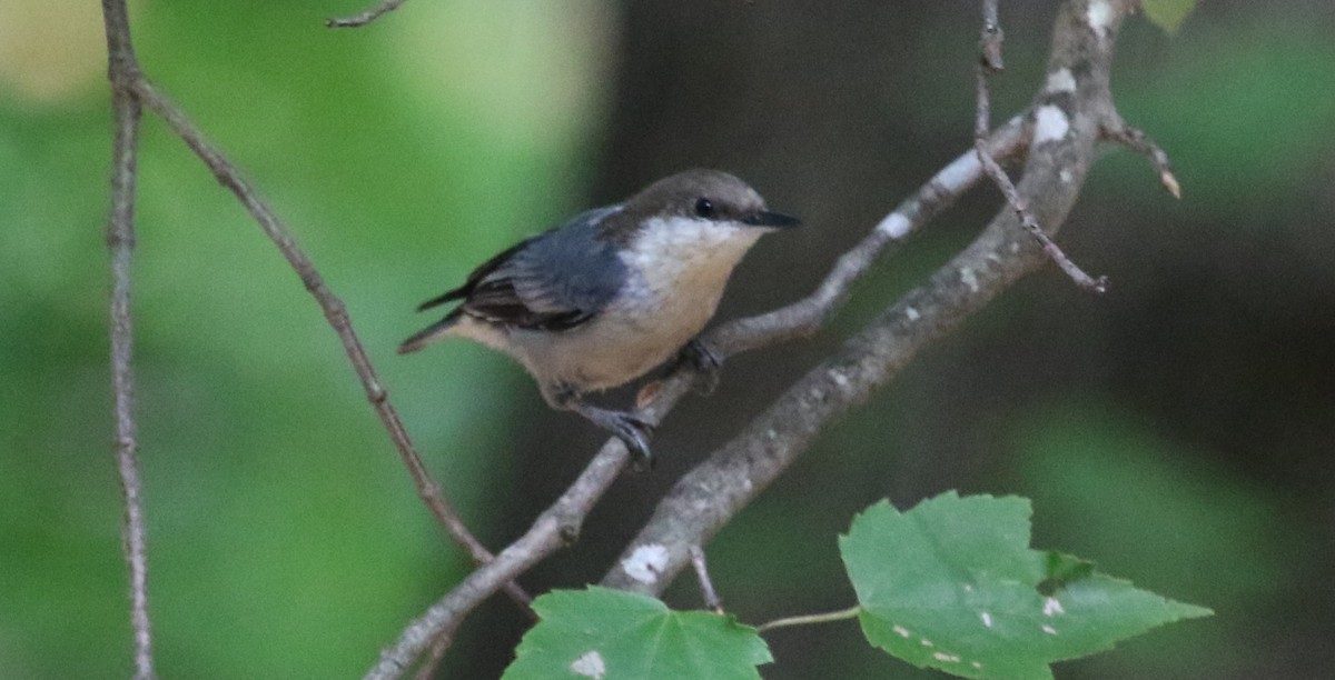 Brown-headed Nuthatch - ML476626011