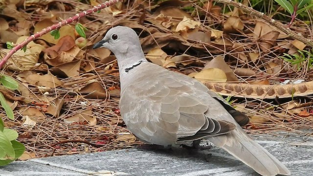 Eurasian Collared-Dove - ML476629901