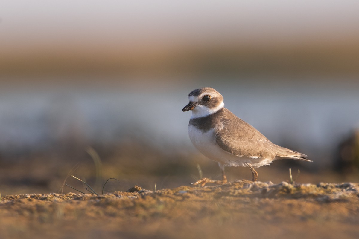 Semipalmated Plover - ML476634421