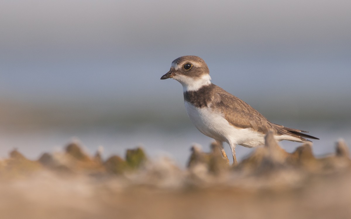 Semipalmated Plover - ML476635491