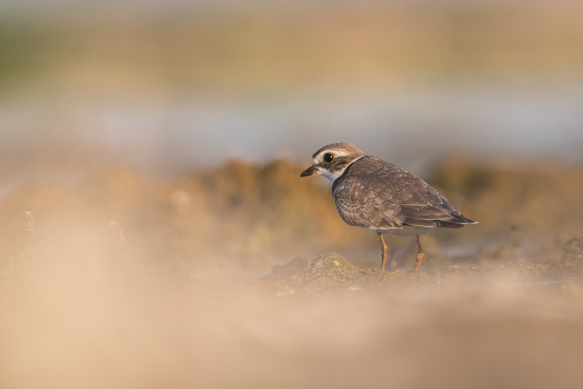 Semipalmated Plover - ML476637321