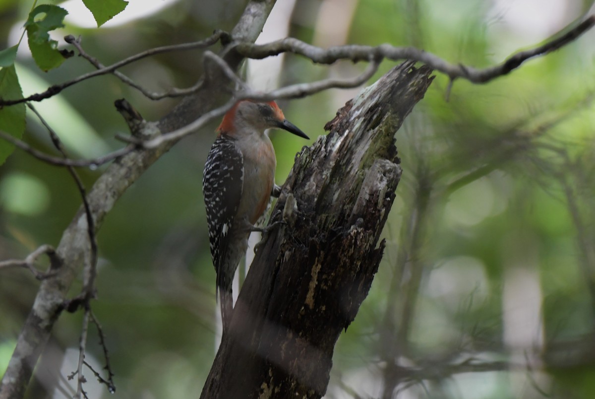 Red-bellied Woodpecker - ML476638771