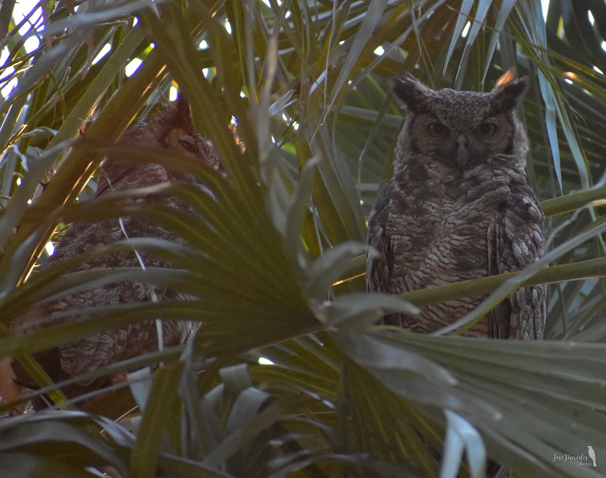 Great Horned Owl - ML476642571
