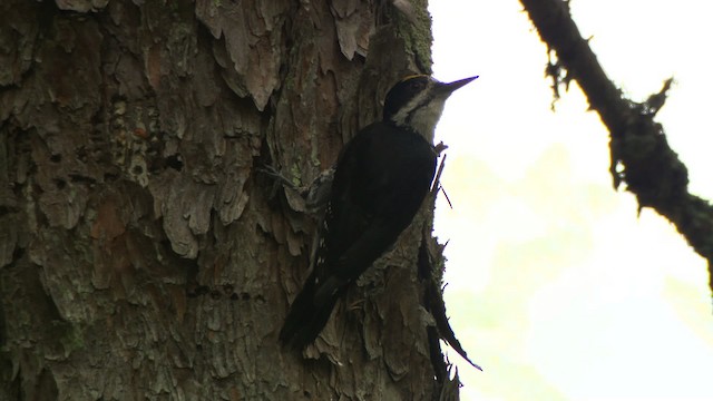 Black-backed Woodpecker - ML476643