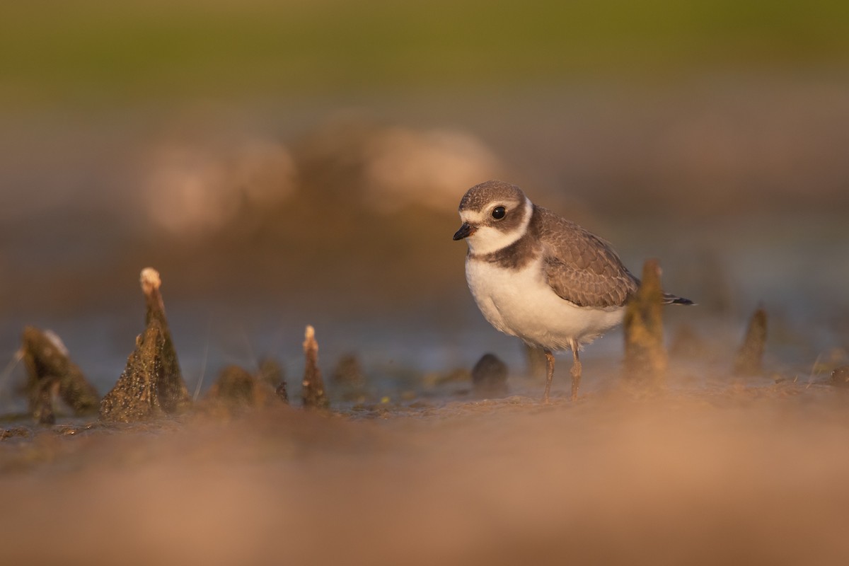 Semipalmated Plover - ML476643701