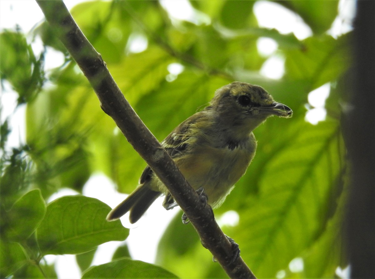 Thick-billed Vireo - Tony Ford