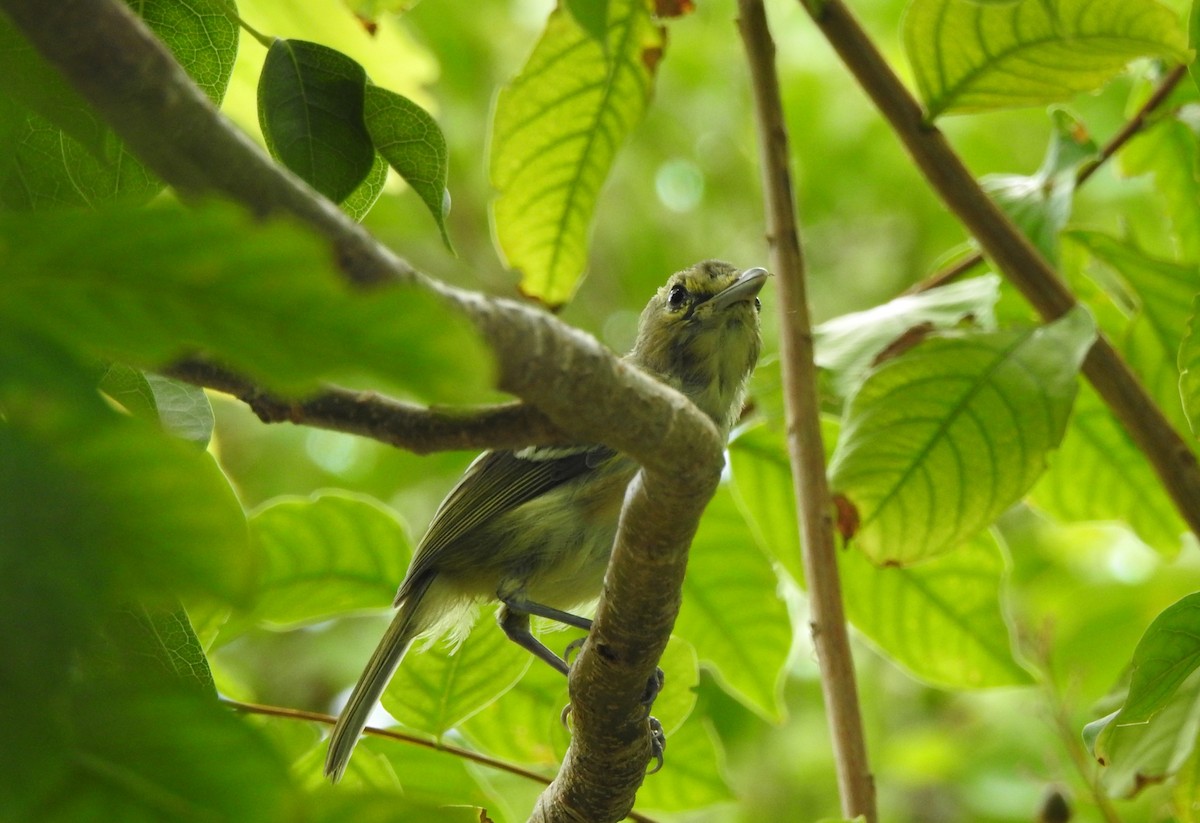 Thick-billed Vireo - Tony Ford
