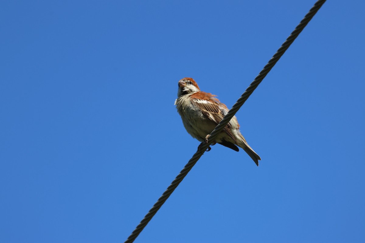 Russet Sparrow - ML476646461