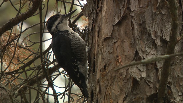 Black-backed Woodpecker - ML476648