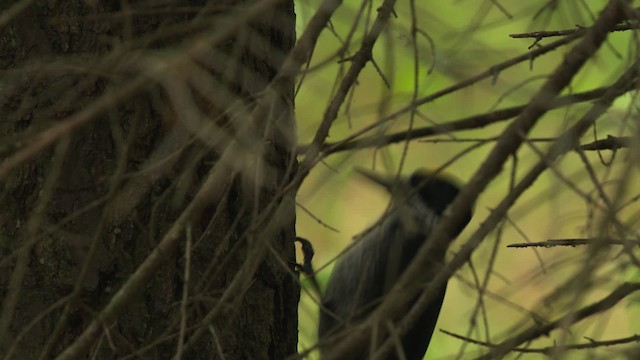 Black-backed Woodpecker - ML476650