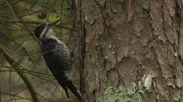 Black-backed Woodpecker - ML476653
