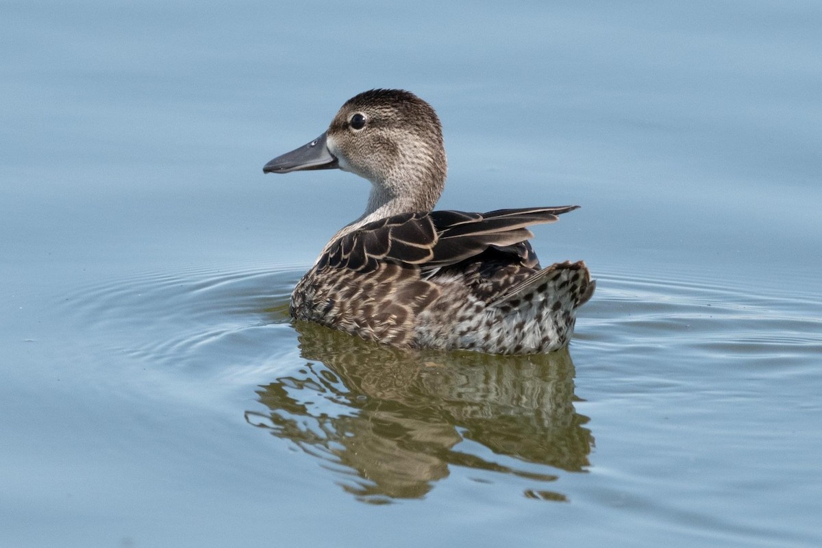 Blue-winged Teal - ML476656831