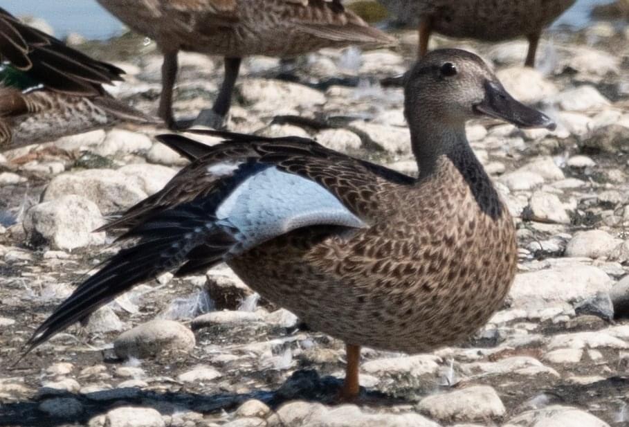 Blue-winged Teal - ML476656841