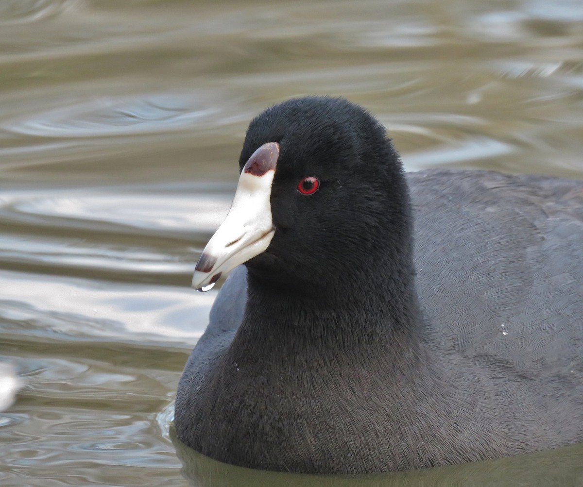 American Coot - Davey Walters
