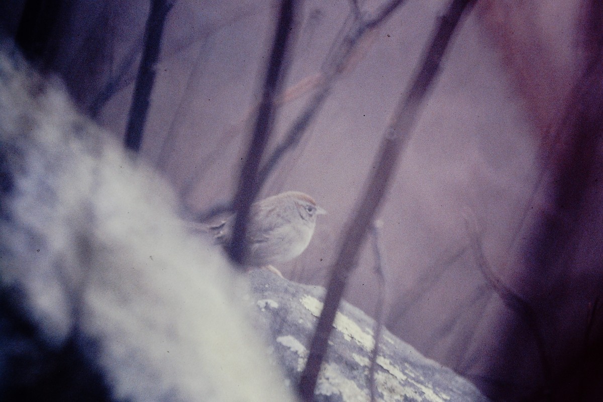 Rufous-crowned Sparrow - ML476659741