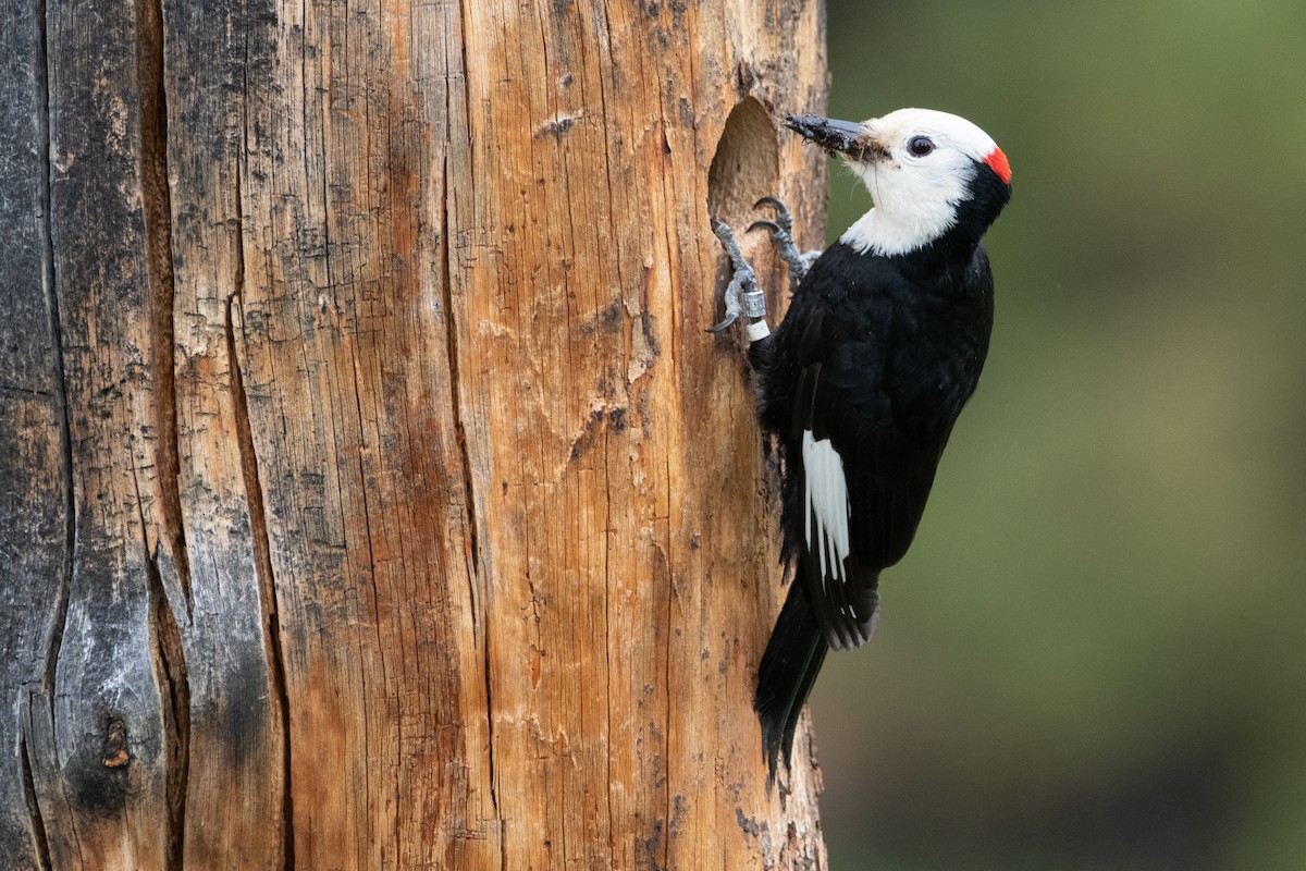 White-headed Woodpecker - Mason Maron