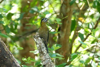  - Streak-breasted Woodpecker