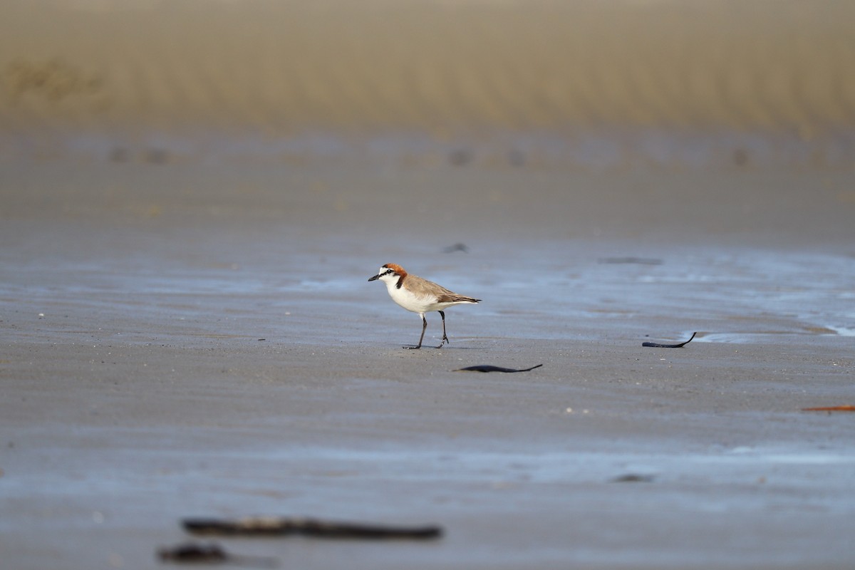 Red-capped Plover - ML476670831