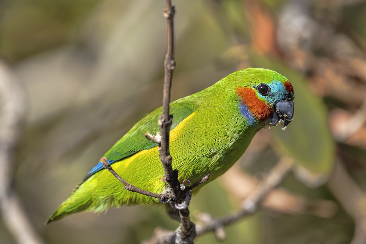 Double-eyed Fig-Parrot - ML476672491