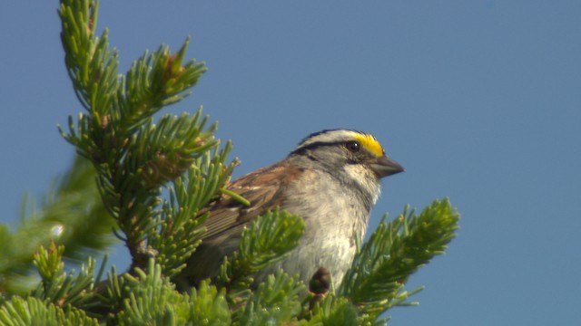 White-throated Sparrow - ML476673