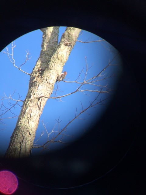 Red-headed Woodpecker - ML47667311