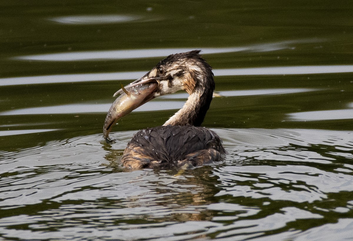 Great Crested Grebe - ML476673291