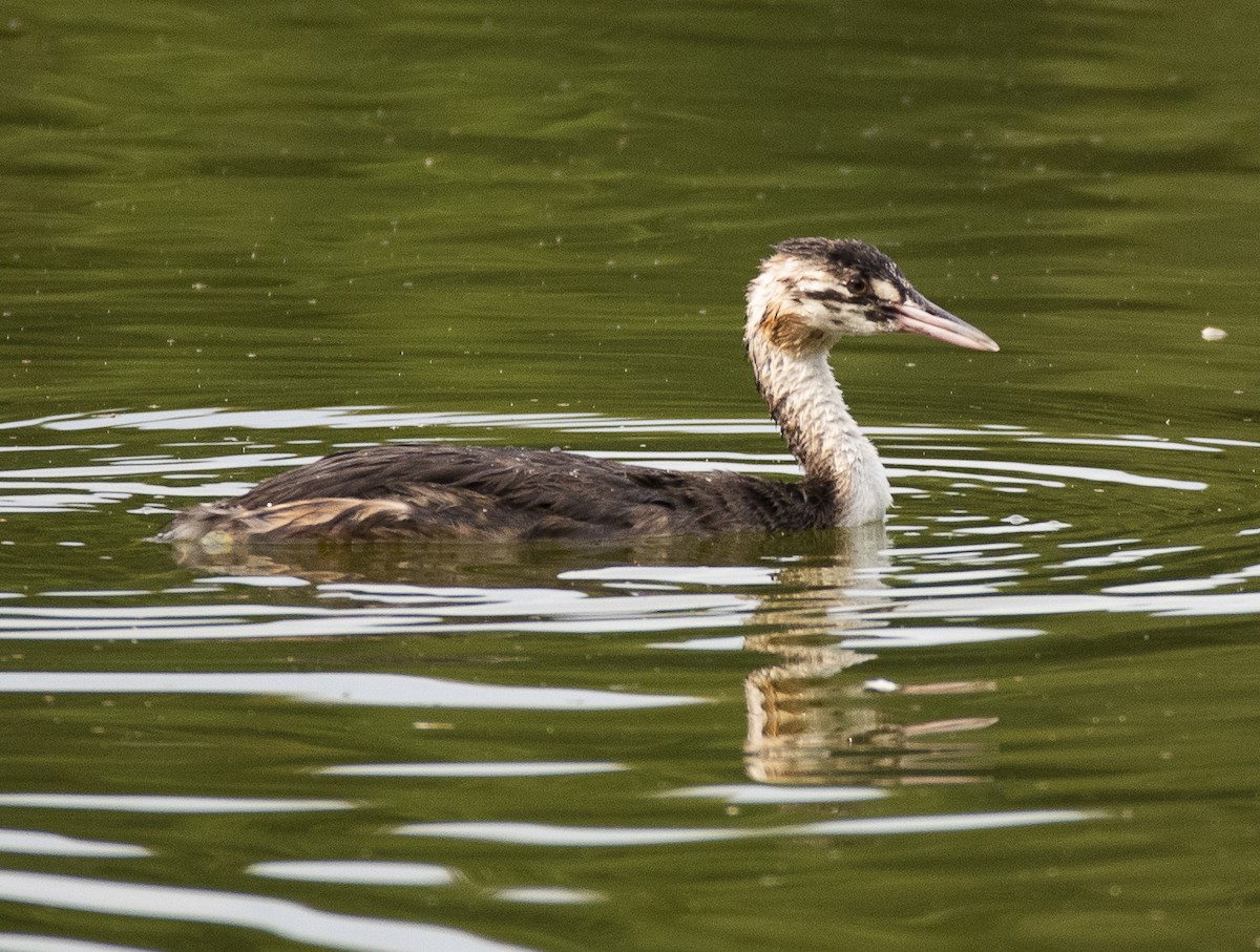 Great Crested Grebe - ML476673301