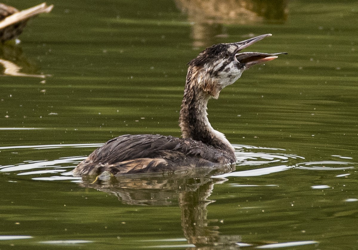 Great Crested Grebe - ML476673311
