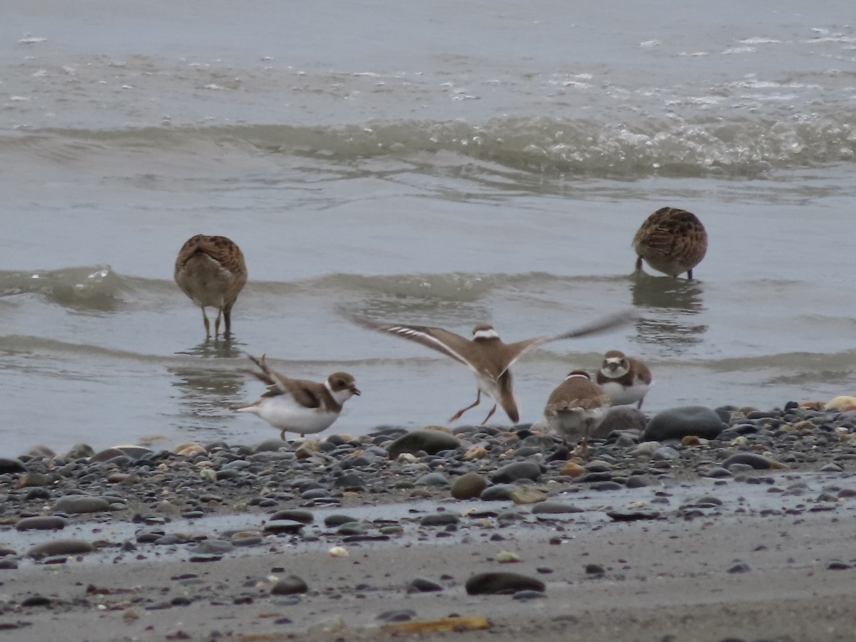 Semipalmated Plover - ML476675471