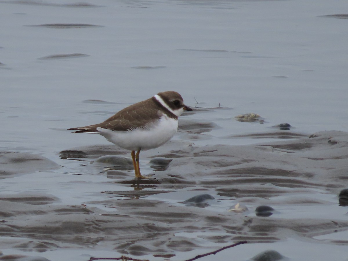 Semipalmated Plover - ML476675481