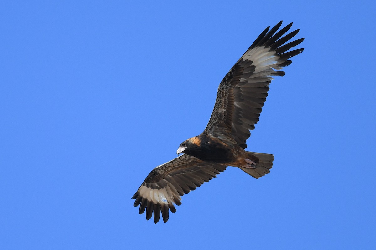 Black-breasted Kite - ML476676901