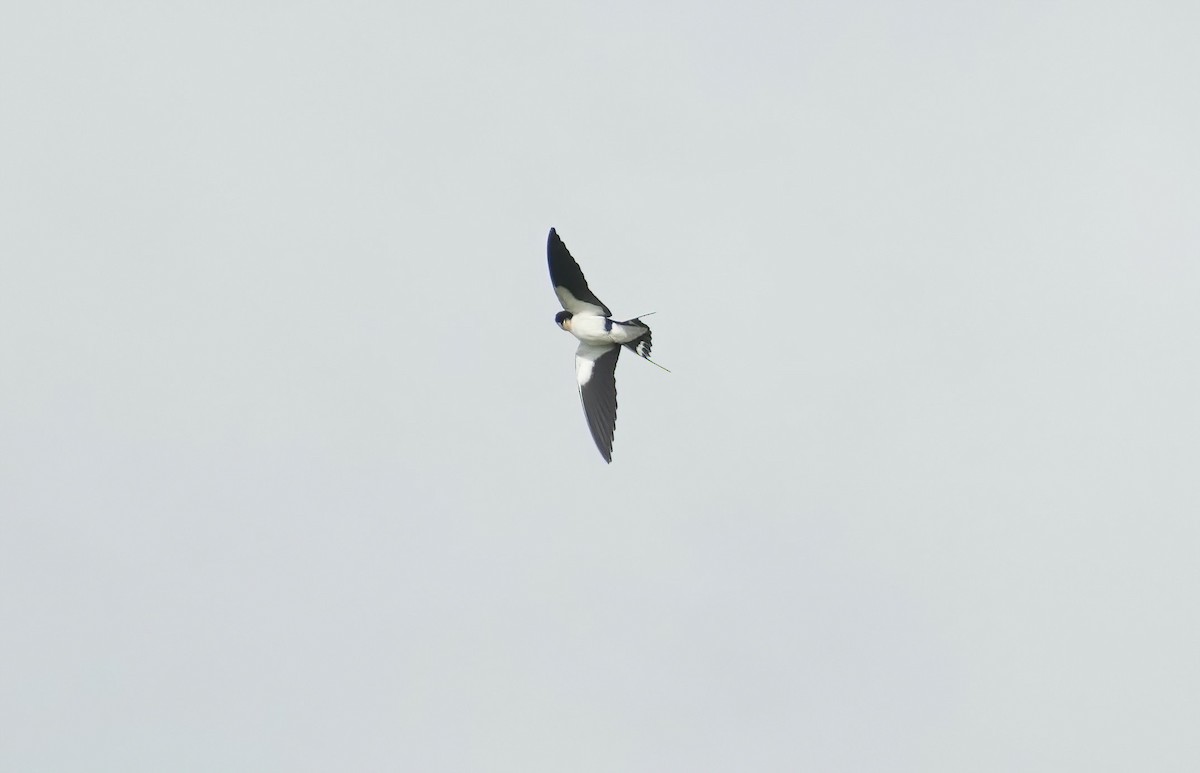 Wire-tailed Swallow - ML476677111