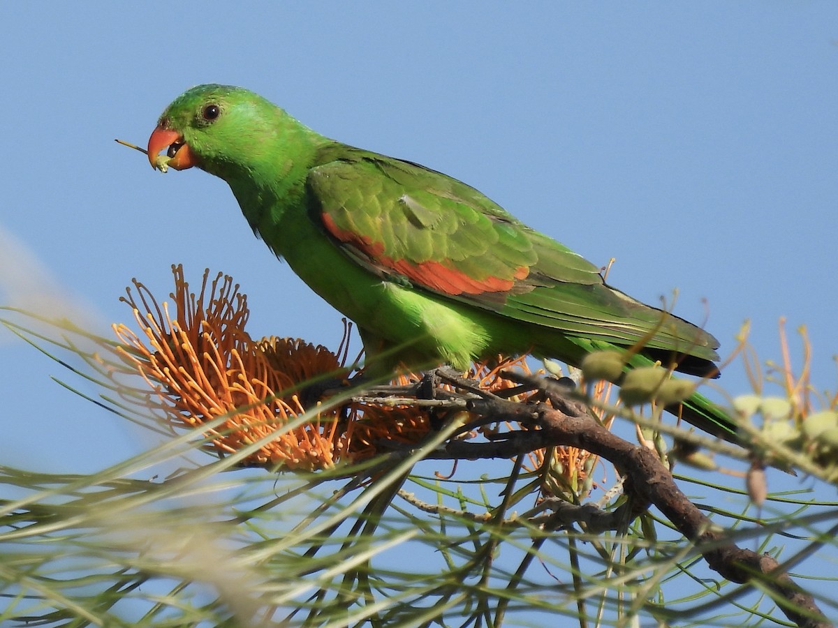 Red-winged Parrot - T. Kruse