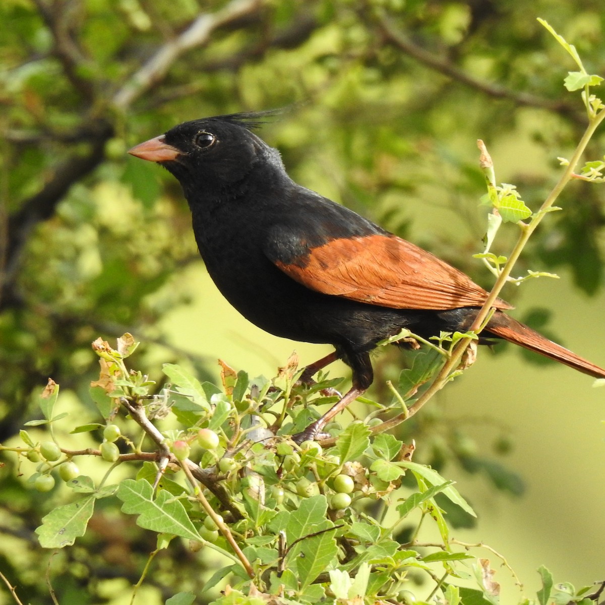 Crested Bunting - ML476683231