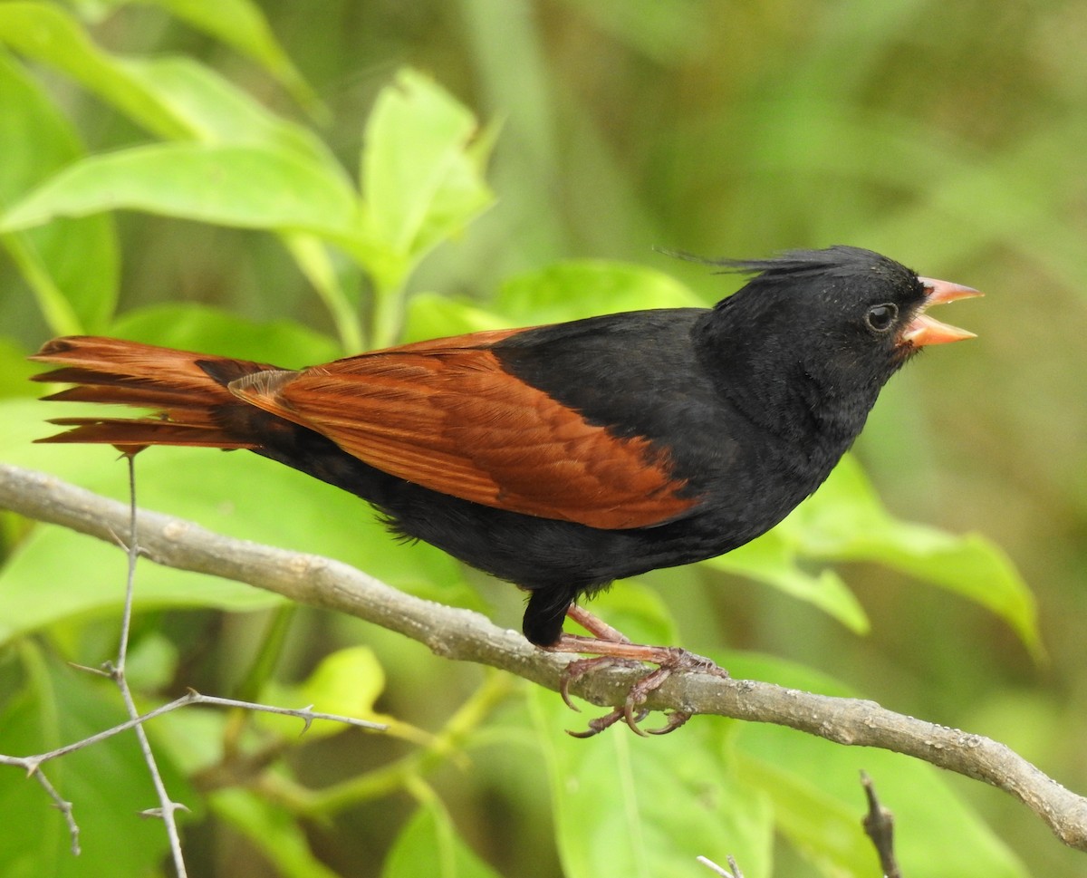 Crested Bunting - ML476683241