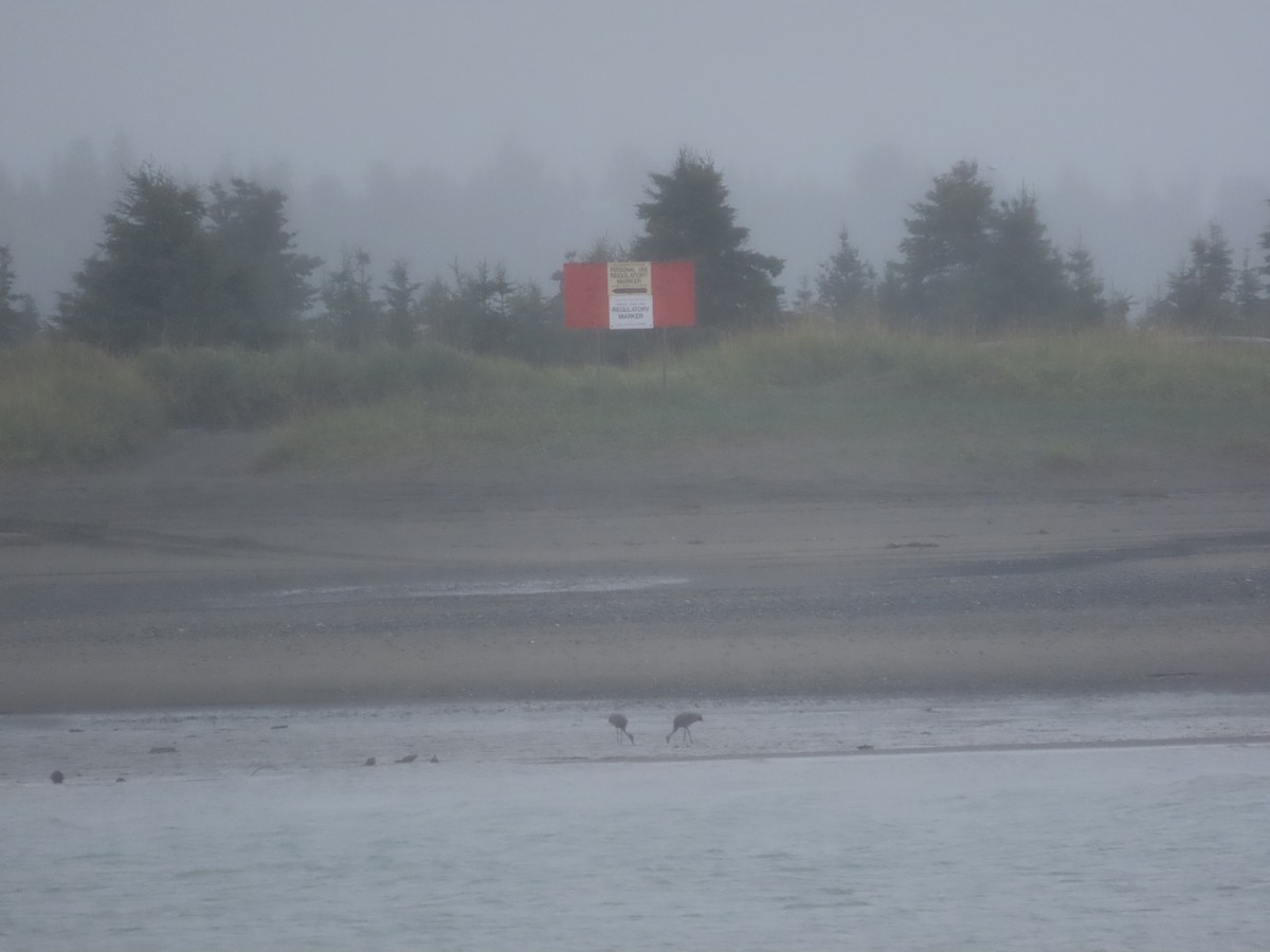 Alaska eBird Checklist 19 Aug 2022 KasilofKasilof River Mouth