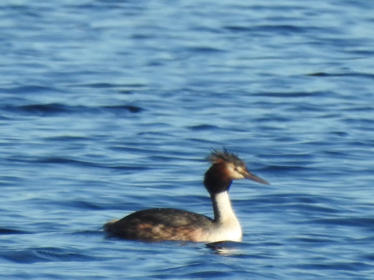 Great Crested Grebe - ML476686591