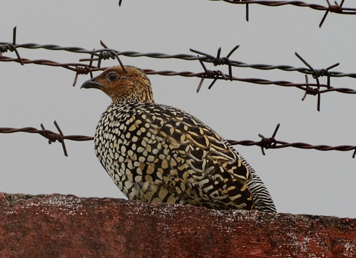 Painted Francolin - ML476692561