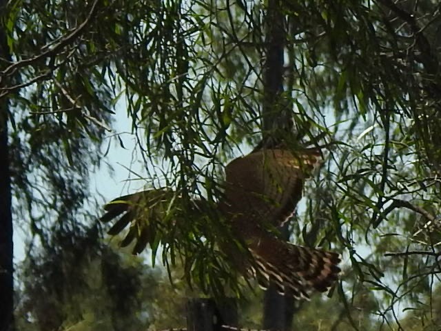 Spotted Harrier - ML476694511